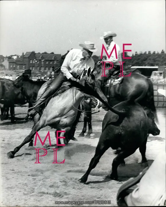 : Bull Fighting - Rodeo : Bull Fighting - Rodeo