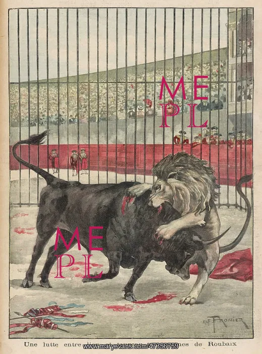 : BULL AND LION FIGHT : BULL AND LION FIGHT