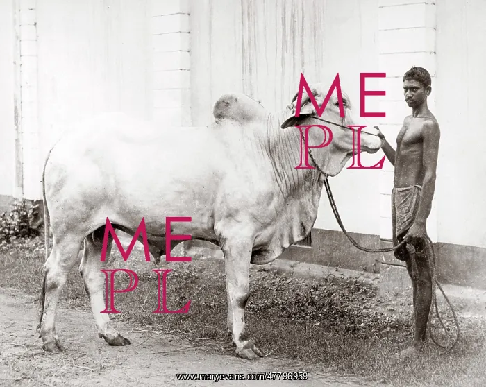  : Bull and native handler, India, c.1880's
