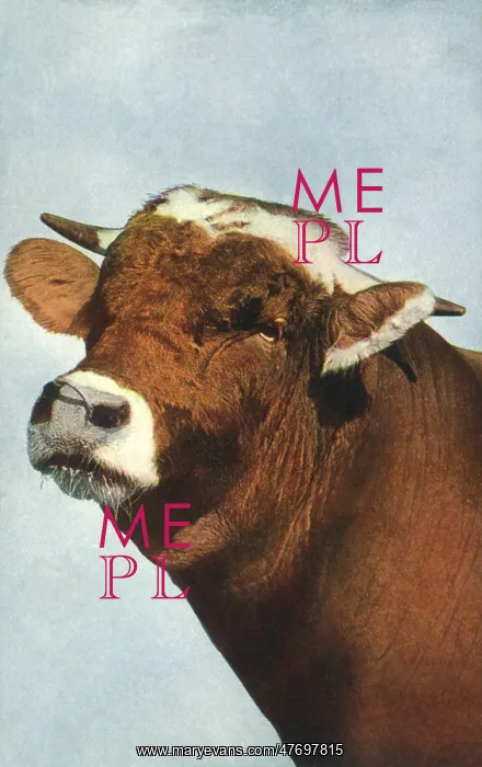  : Bull with Nosering