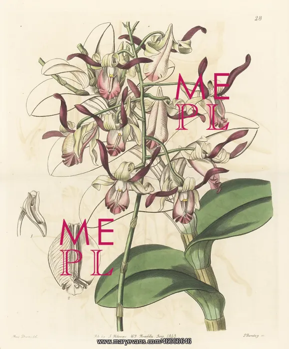 : Bull orchid, Dendrobium taurinum : Bull orchid, Dendrobium taurinum