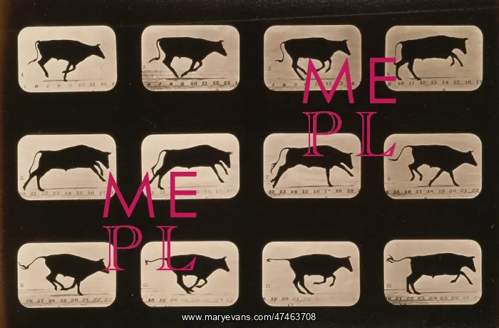 : Bull, running, irregular : Bull, running, irregular