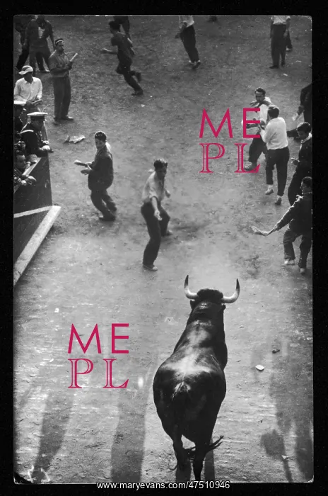 : BULL RUNNING / PAMPLONA : BULL RUNNING / PAMPLONA