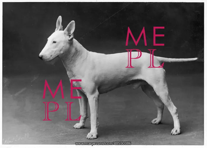 : BULL TERRIER / 1925 : BULL TERRIER / 1925