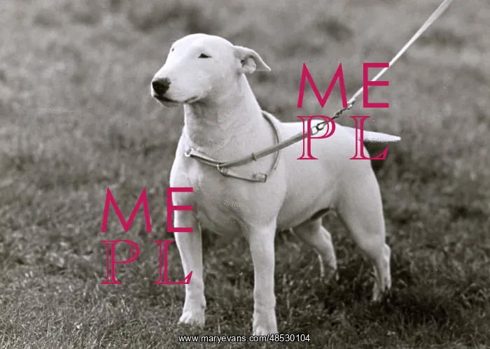 : BULL TERRIER / 1949 : BULL TERRIER / 1949
