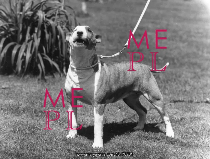  : BULL TERRIER / 1964