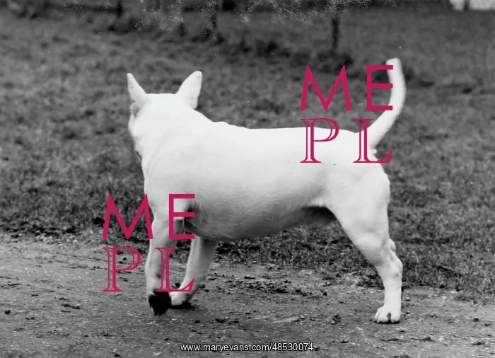 : BULL TERRIER / 1971 : BULL TERRIER / 1971
