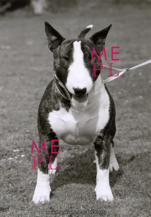 : BULL TERRIER / 1978 : BULL TERRIER / 1978