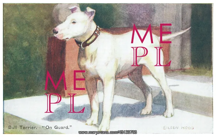  : Bull Terrier