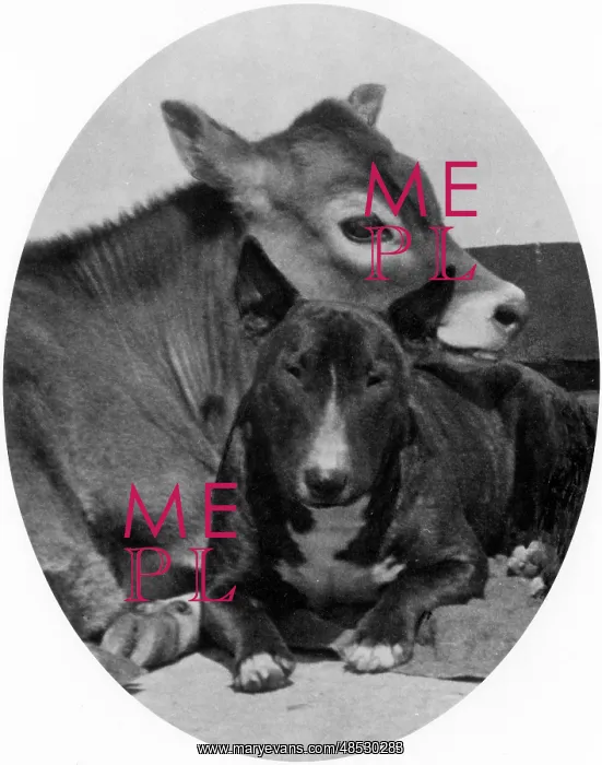 : BULL TERRIER AND CALF : BULL TERRIER AND CALF