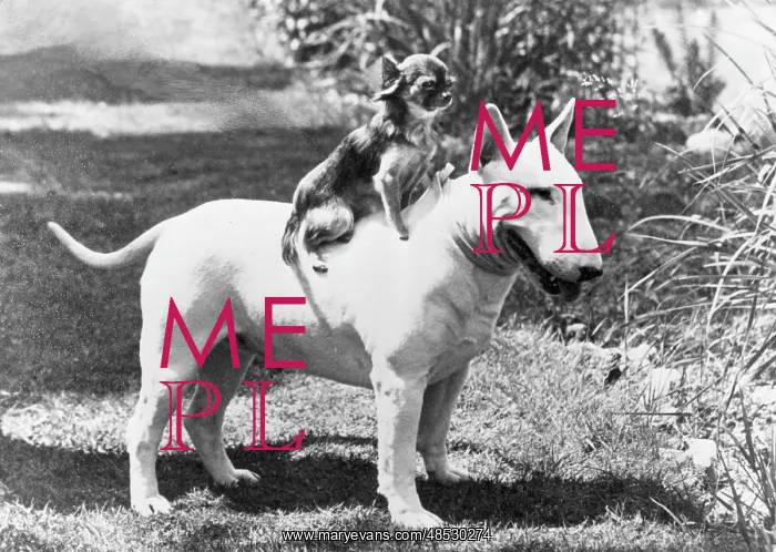 : BULL TERRIER / CHIHUAHUA : BULL TERRIER / CHIHUAHUA