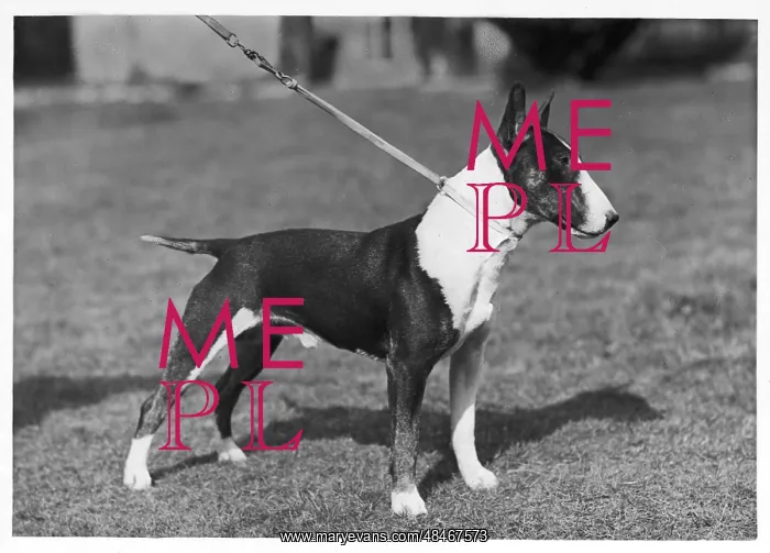  : BULL TERRIER / LEAD / 1946