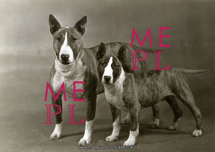  : BULL TERRIER ND PUPPY
