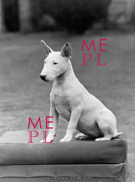 : BULL TERRIER PUPPY / 1950 : BULL TERRIER PUPPY / 1950