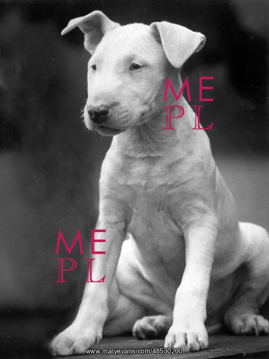 : BULL TERRIER PUPPY : BULL TERRIER PUPPY