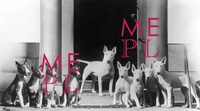 : BULL TERRIER AND PUPS : BULL TERRIER AND PUPS