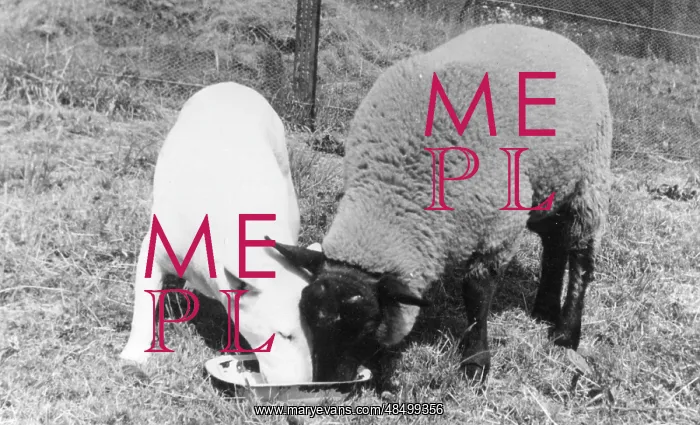 : BULL TERRIER AND SHEEP : BULL TERRIER AND SHEEP