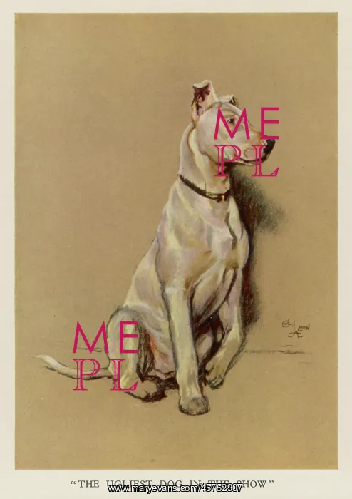 : Bull terrier -- the ugliest dog in the show : Bull terrier -- the ugliest dog in the show