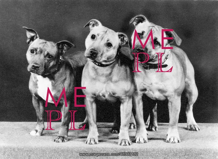 : THREE BULL TERRIERS / 1979 : THREE BULL TERRIERS / 1979