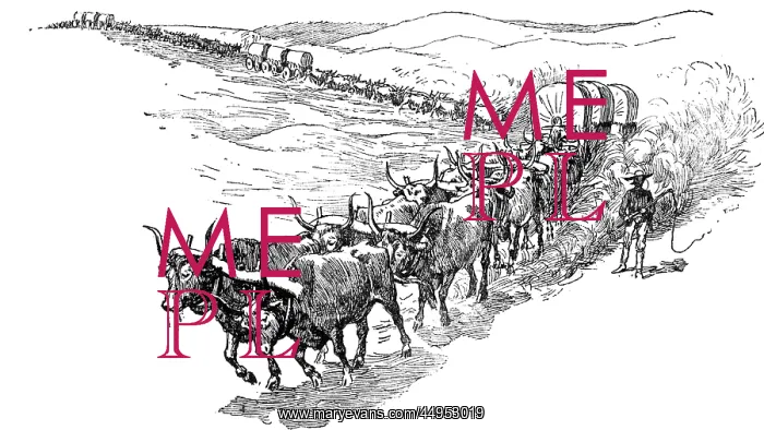: Bull Wagon Train Teamster Leads Oxen Teams Pulling : Bull Wagon Train Teamster Leads Oxen Teams Pulling