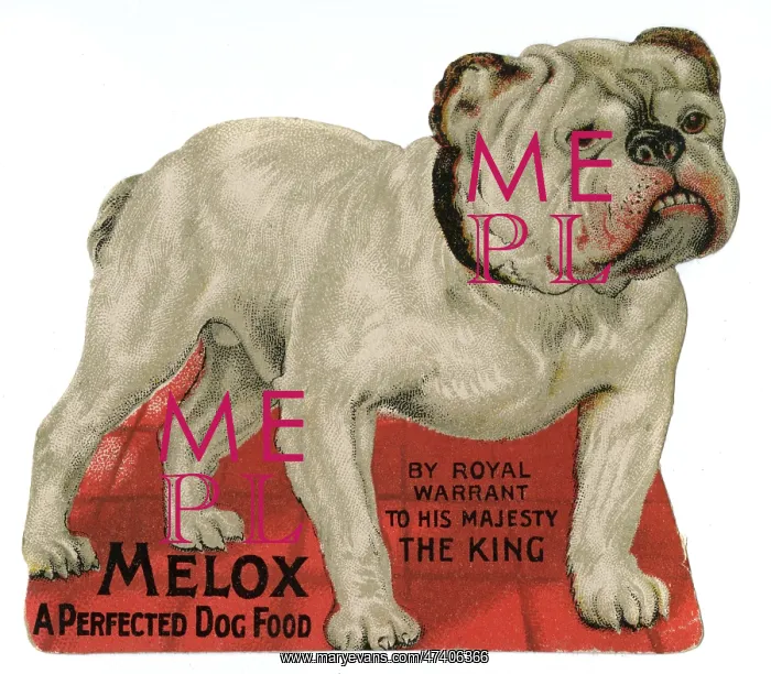 : BULLDOG ADVERTISEMENT : BULLDOG ADVERTISEMENT