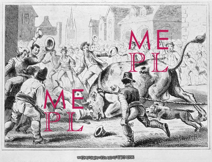 : Bulldog - Baiting Bull1816 : Bulldog - Baiting Bull1816