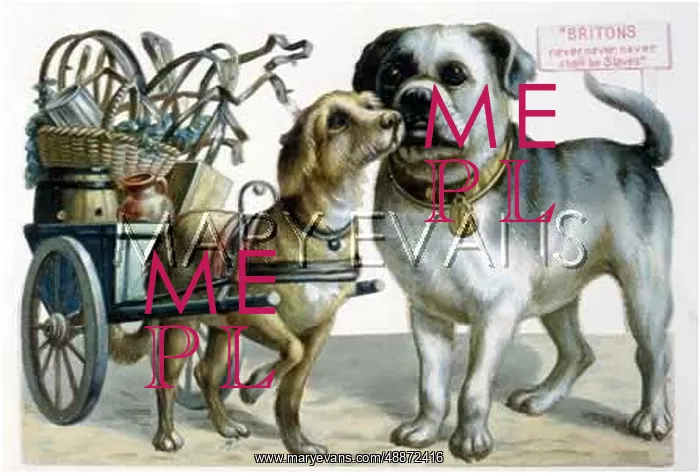 : BULLDOG, BELGIAN DOG : BULLDOG, BELGIAN DOG