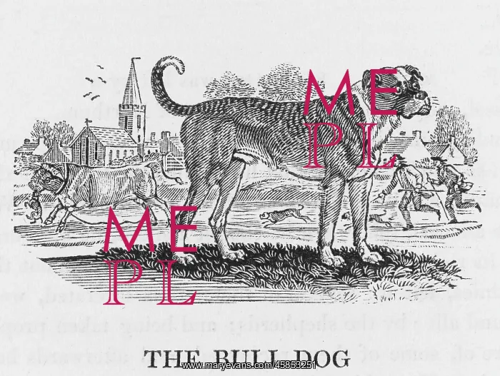 : BULLDOG (BEWICK) : BULLDOG (BEWICK)