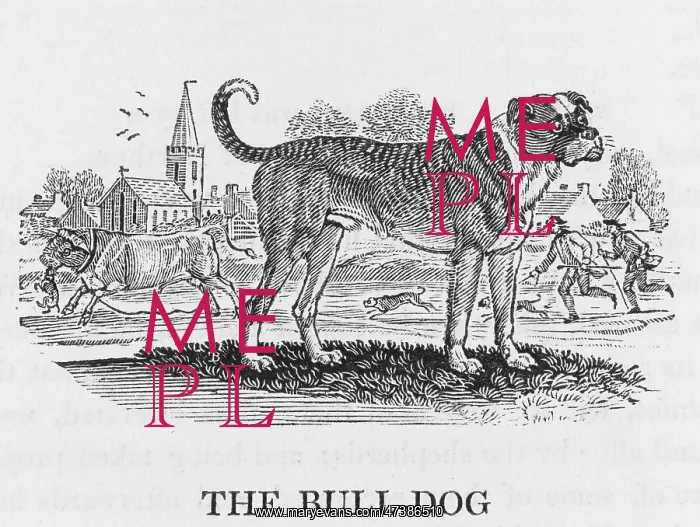 : BULLDOG (BEWICK) : BULLDOG (BEWICK)