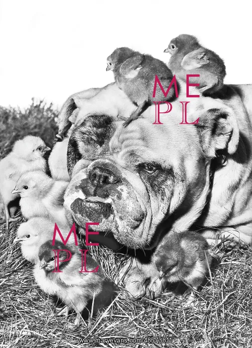  : Bulldog and Chicks