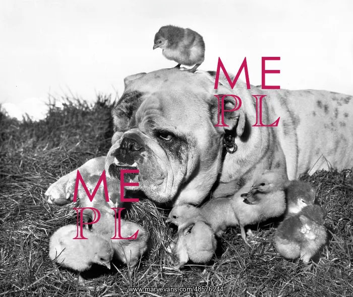  : Bulldog and chicks