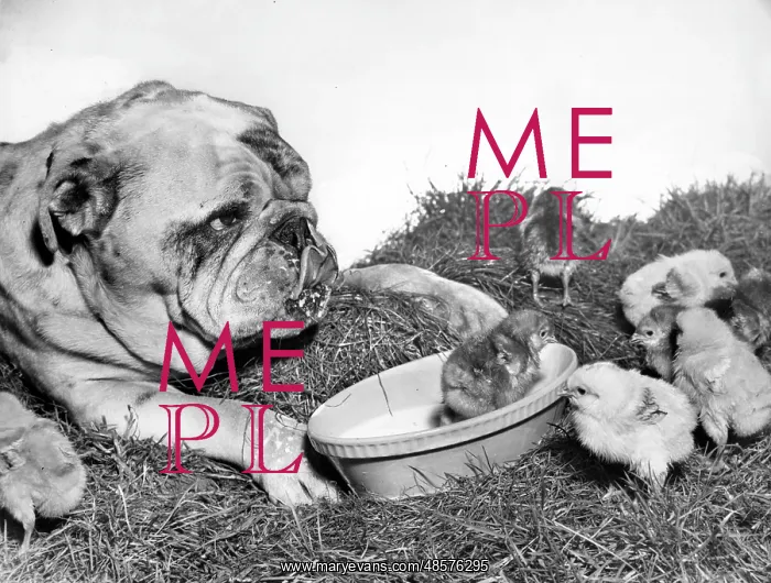  : Bulldog and chicks