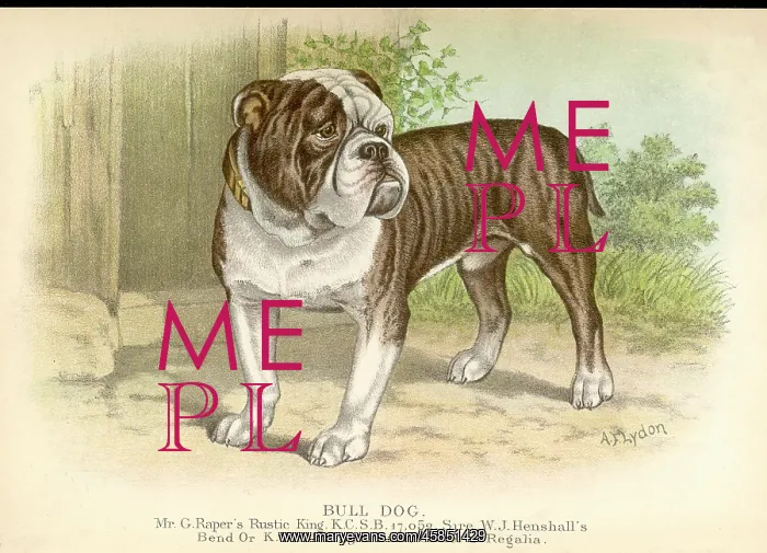  : BULLDOG  /  DALZIEL