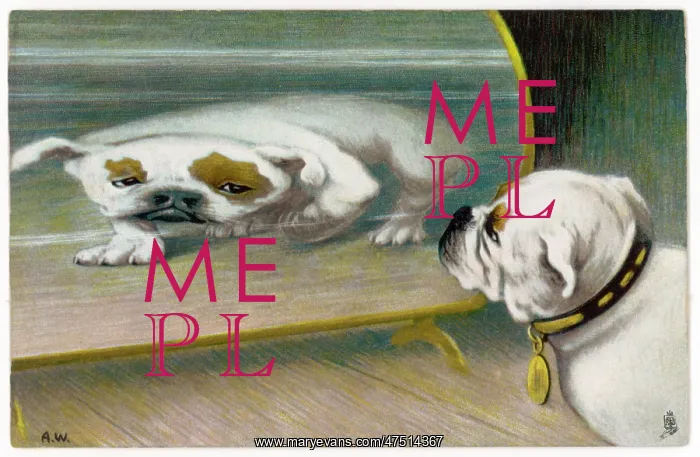  : BULLDOG DISTORTED - 1