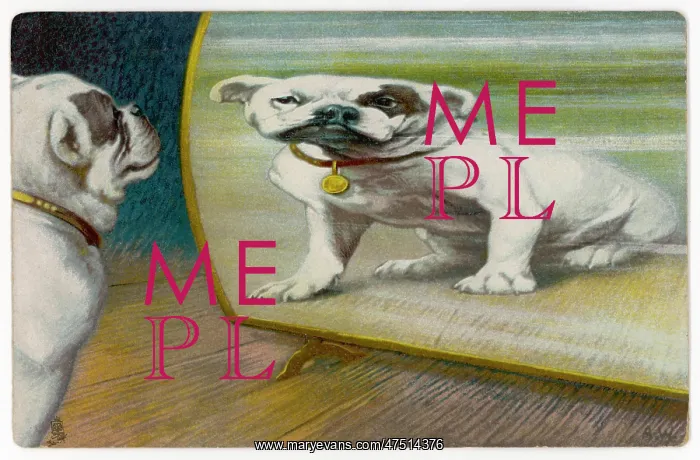  : BULLDOG DISTORTED - 3