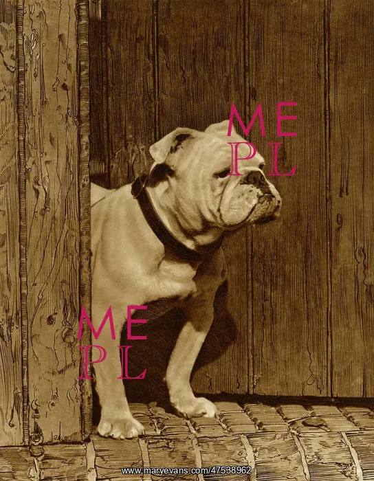  : Bulldog in a doorway