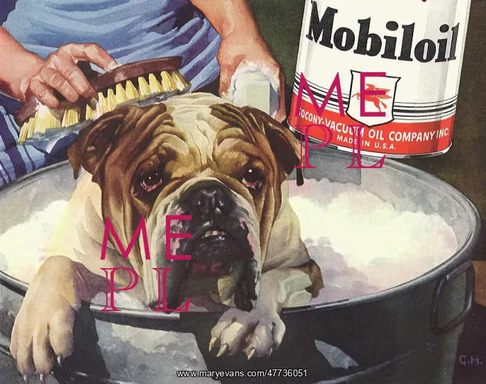  : Bulldog getting a Bath