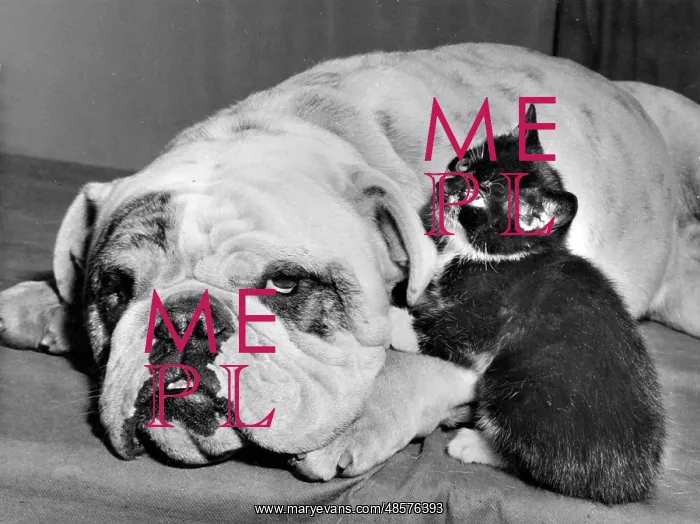  : Bulldog and Kitten