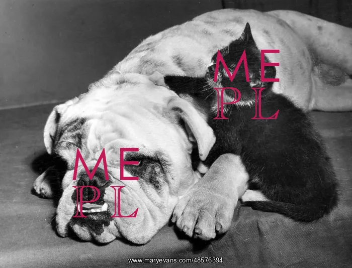  : Bulldog and Kitten