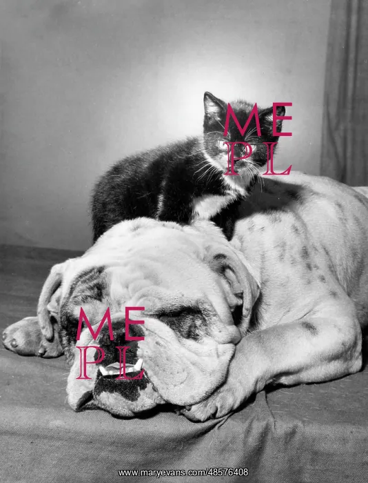  : Bulldog and Kitten