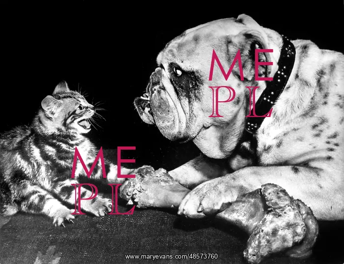: Bulldog and kitten with bone : Bulldog and kitten with bone