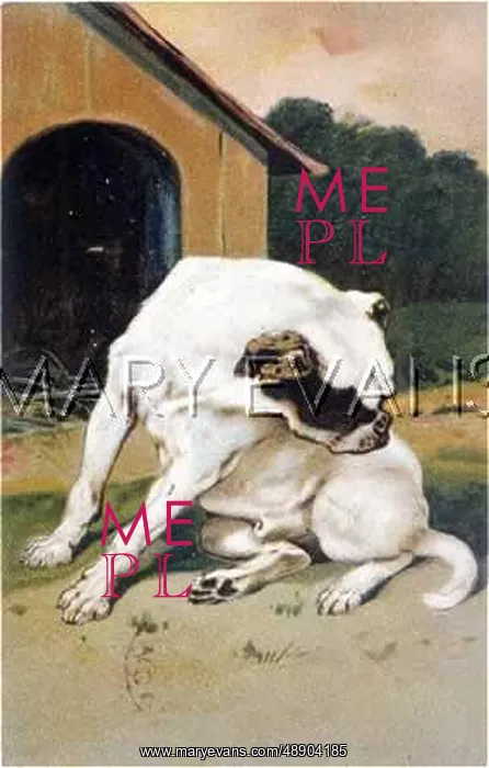 : BULLDOG LOOKS FOR FLEAS : BULLDOG LOOKS FOR FLEAS