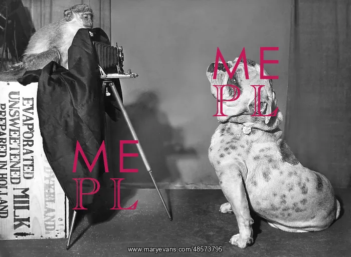: Bulldog and Monkey with camera : Bulldog and Monkey with camera