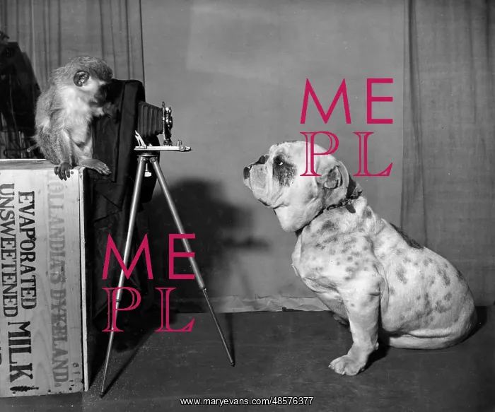 : Bulldog and Monkey with camera : Bulldog and Monkey with camera