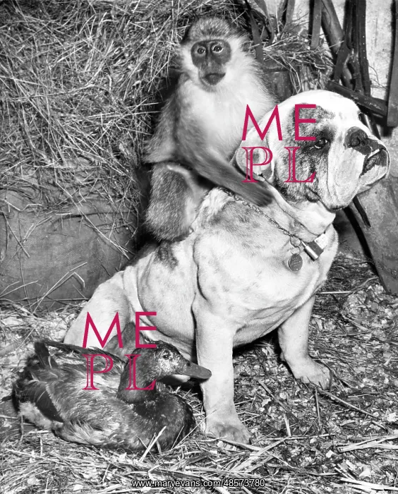 : Bulldog, Monkey and Duck : Bulldog, Monkey and Duck