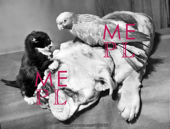 : Bulldog, Parakeet and Kitten : Bulldog, Parakeet and Kitten