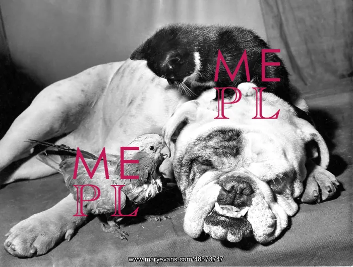 : Bulldog, Parakeet and Kitten : Bulldog, Parakeet and Kitten