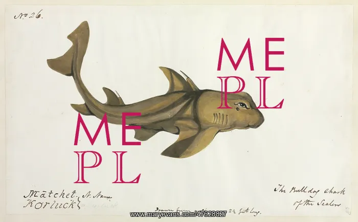 : Bulldog shark illustration : Bulldog shark illustration