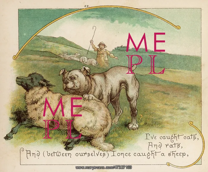  : BULLDOG WORRIES SHEEP