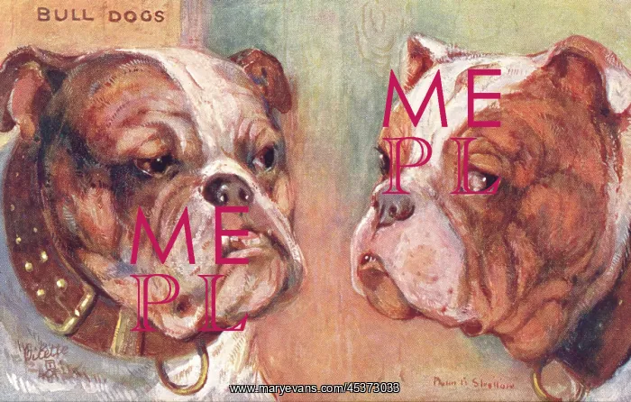  : Bulldogs. Two fierce-looking bulldogs